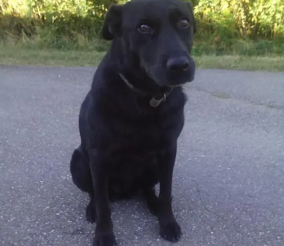 Les Passerons Nyaraló *